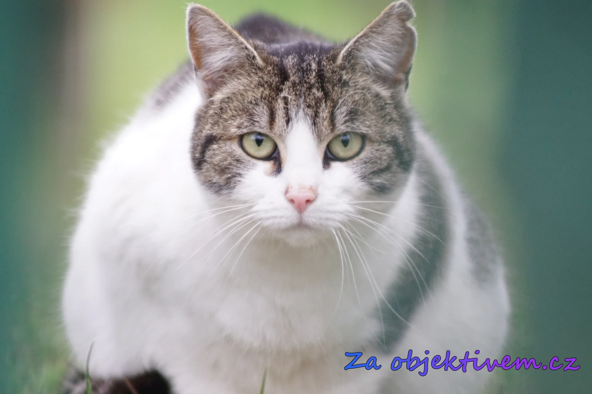 Kočka domácí